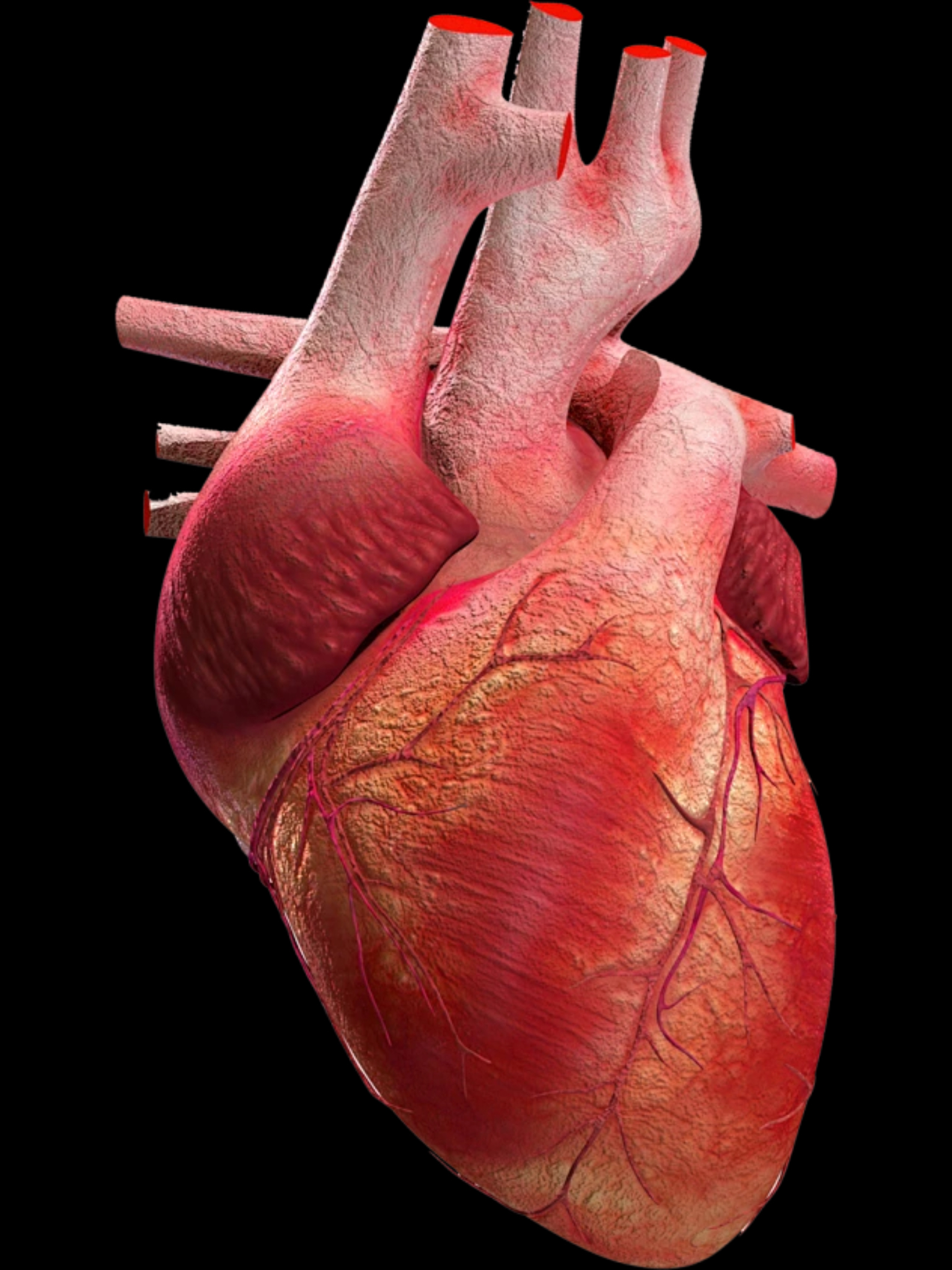 An anatomical heart illuminated in red for Fire of Love